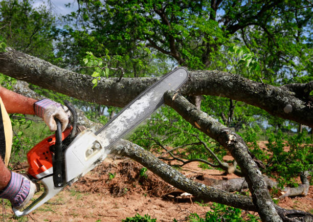 Reliable Lakewood Clu, MI Tree Service Solutions